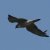 Falco peregrinus